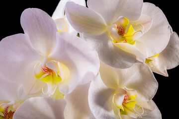 Orquídeas. Las orquídeas son un grupo fascinante de plantas con flores, reconocidas por su belleza, complejidad floral y adaptaciones ecológicas únicas. 