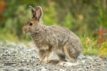 Snowshoe Hare summer pelege