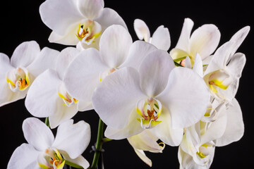 Orquídeas. Las orquídeas son un grupo fascinante de plantas con flores, reconocidas por su belleza, complejidad floral y adaptaciones ecológicas únicas. 