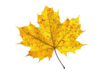 Close-up of a vibrant autumn maple leaf (2)