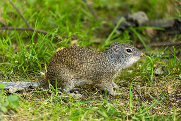 Frankllin's Ground Squirrel taken in northern MN