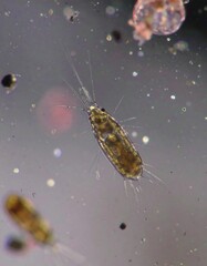 Microscopic Zooplankton