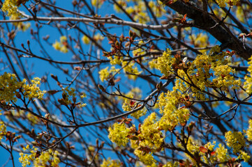 A close-up of vibrant yellow blossoms on a Maple tree's branches. The colorful spring foliage is set against a clear blue sky, creating a beautiful and lively seasonal image.