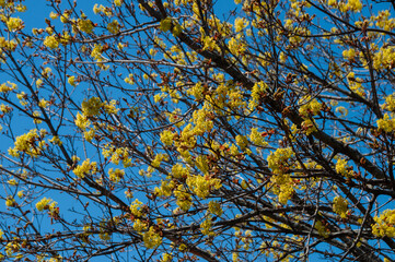 A close-up of vibrant yellow blossoms on a Maple tree's branches. The colorful spring foliage is set against a clear blue sky, creating a beautiful and lively seasonal image.