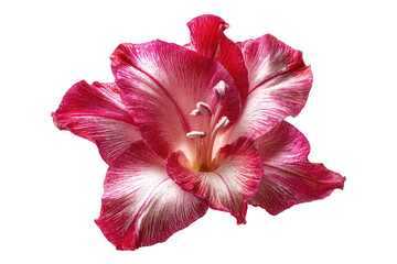 Close-up of a vibrant pink and white gladiolus flower, showcasing detailed petal structure and rich colors against a stark black background