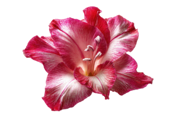 Close-up of a vibrant pink and white gladiolus flower, showcasing detailed petal structure and rich colors against a stark black background