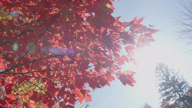 Vibrant red maple leaves glow against the bright sun on a clear day - Powered by Adobe