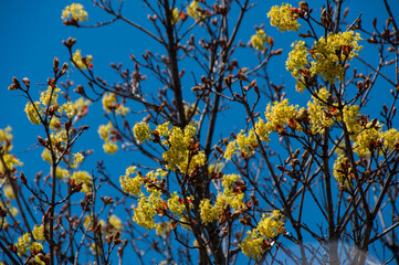 A close-up of vibrant yellow blossoms on a Maple tree's branches. The colorful spring foliage is set against a clear blue sky, creating a beautiful and lively seasonal image.
