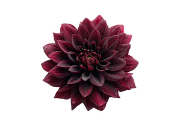 Deep crimson dahlia, close-up.  Dark velvety petals radiate from a central disc