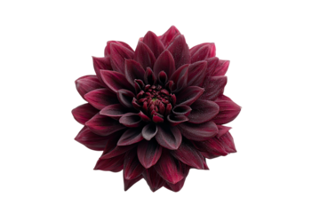 Deep crimson dahlia, close-up.  Dark velvety petals radiate from a central disc