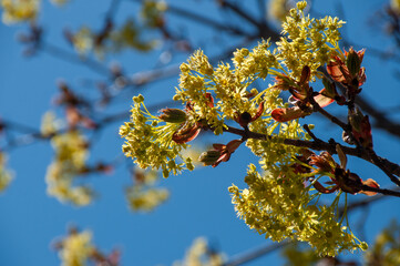 A close-up of vibrant yellow blossoms on a Maple tree's branches. The colorful spring foliage is set against a clear blue sky, creating a beautiful and lively seasonal image.