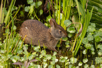 Marsh Rabbit taken in SE Florida