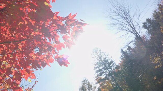 Bright sun shining through red maple leaves in autumn setting