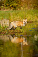 Red Fox reflection in pond taken in central MN under controlled conditions