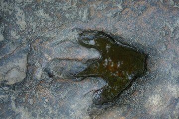 Dinosaur footprints on rocks