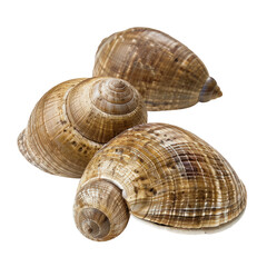 Obraz premium Three brown, spiral shells, textures show intricate details. Isolated on black