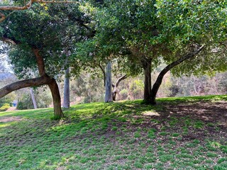 Peaceful park scene with large shade trees casting dappled shadows on patchy grass, eucalyptus trees visible in the background under soft natural lighting