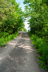 A rural dirt and gravel single lane road, going uphill through a dense, lush green forest. Two old mailboxes are seen in the distance on the side of the country road.