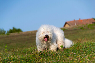 Fluffy Coton de Tulear Dog on Grass Hill