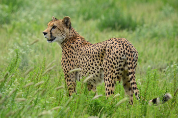 Cheetah