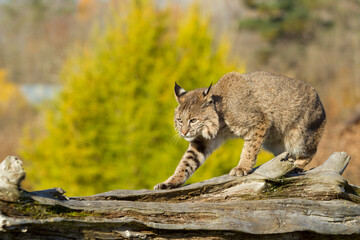 Bobcat taken in central MN