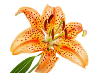 Orange tiger lily, vibrant petals with brown spots, floral beauty