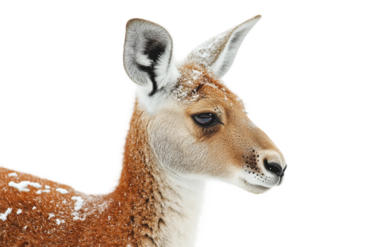 Powerful red kangaroo standing isolated on transparent background