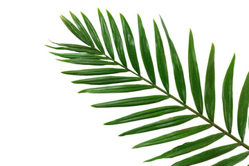 Close-up of a palm frond, vibrant green, with sharply defined edges, against a black background