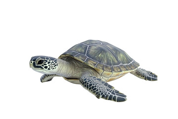 Obraz premium Realistic sea turtle isolated on transparent background