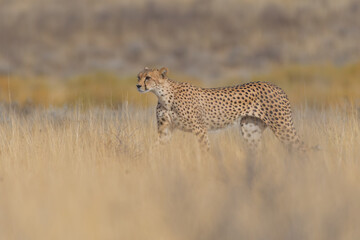 Cheetah