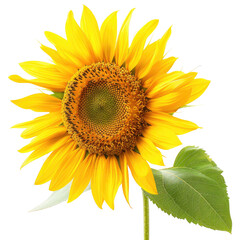 Fototapeta premium Bright yellow sunflower with textured center and green leaf