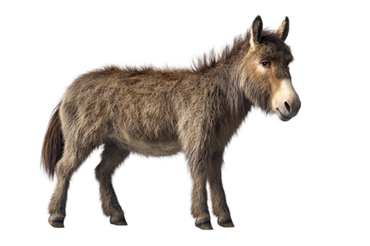 Domestic donkey standing upright isolated on transparent background