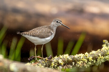 Solitary Sandpiper 