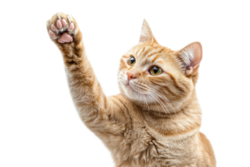 Cat in action high five isolated on transparent background