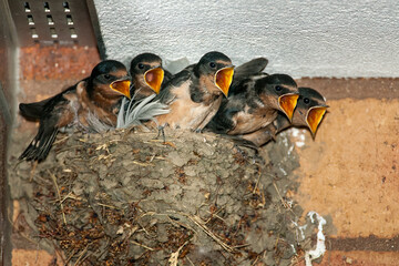 Barn Swallow taken in southern MN © Stan