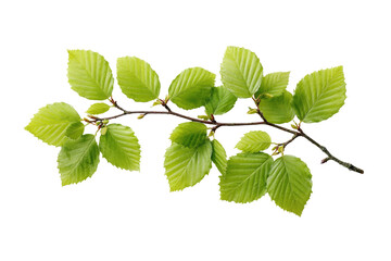 Fresh green beech branch with young leaves