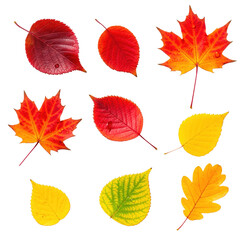 Fototapeta premium A variety of beautiful autumn leaves including maple and oak with water droplets are arranged in a colorful collection for the fall season