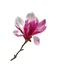 Naklejka premium Close-up of a single magnolia flower, with a white base and magenta-pink center, on a dark background. The petals are delicate, overlapping, and exhibit a gradient coloring
