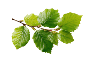 Close-up of a branch with vibrant green leaves.  Fresh, young foliage.  Water droplets on leaves.  Nature's beauty
