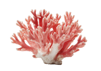 Close-up of a vibrant pink coral cluster