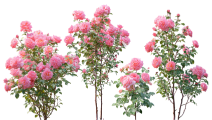 Three vibrant pink rose bushes, full of blossoms, stand side-by-side against a black background