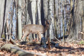 White tailed deer (Odocoileus virginianus) in the forest