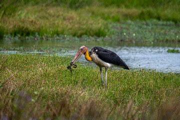
A magnificent Greater Adjutant stork stands in a grassy, watery landscape. Its large, powerful beak holds a wriggling snake, likely its prey.