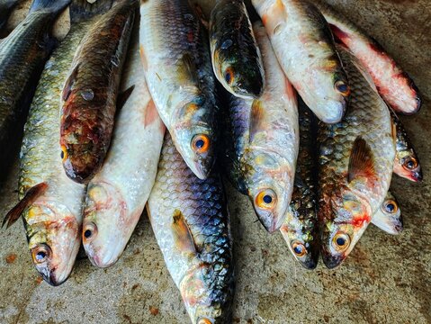 lots of mugil grey mullet fish for sale HD