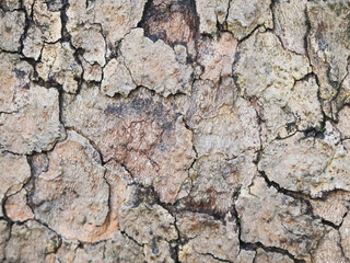 Close-up of Textured Tree Bark Showing Detailed Surface