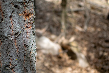 bark of a tree
