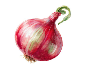 Watercolor illustration of a whole red onion