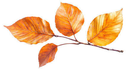 Naklejka premium Autumn branch with orange leaves isolated on a transparent background