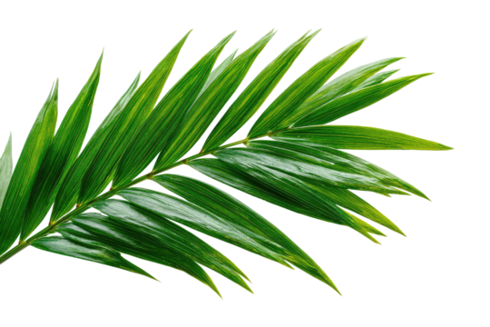 Close-up of a vibrant palm frond, displaying a variety of shades of green, with prominent, pointed leaflets radiating outwards