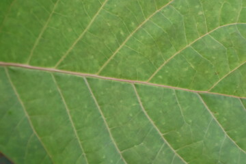 green leaf macro